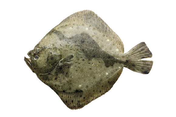 rombo-chiodato-hellofish